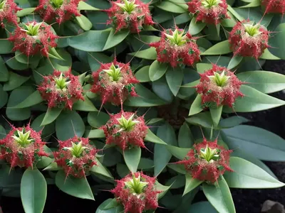 Thornless Crown Of Thorns (Euphorbia Geroldii)