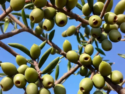Thorny Olive (Elaeagnus Pungens)