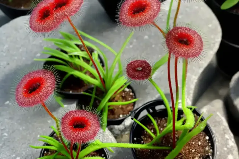 Thread-leaf sundew (drosera filiformis var. filiformis) — photo 2