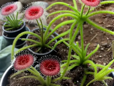 Threadleaf Sundew (Drosera Filiformis)