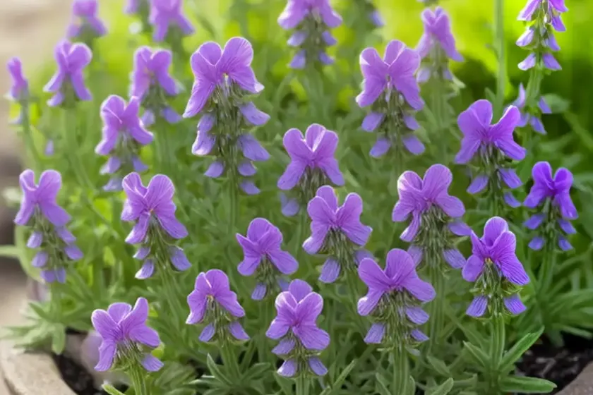 Three-coloured toadflax (linaria triphylla) — photo 2