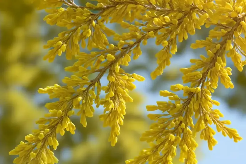 Three-thorn-acacia (gleditsia triacanthos) — photo 3