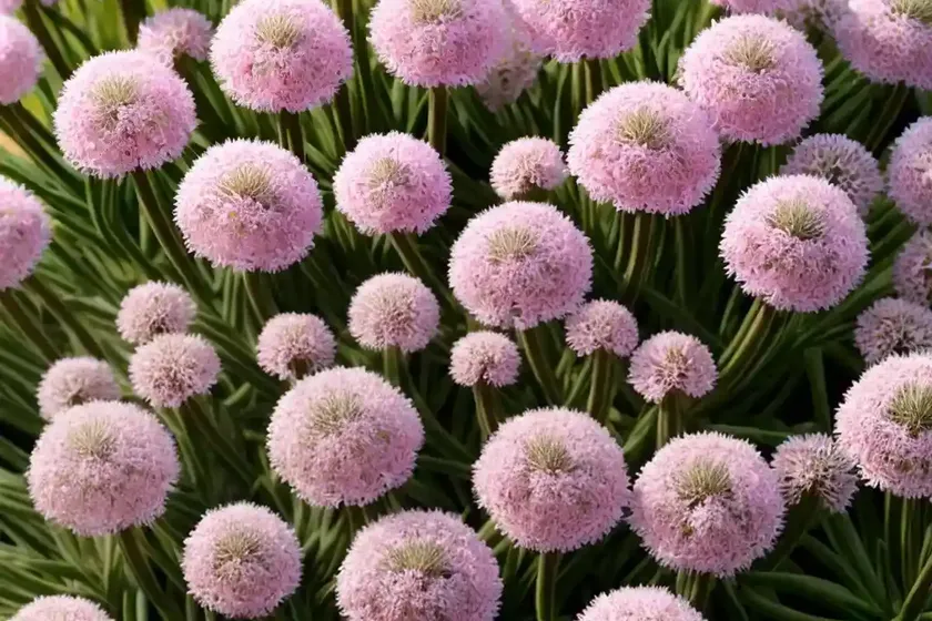 Thrift (armeria maritima ‘splendens’) — photo 3