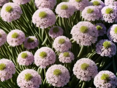 Thrift (Armeria Maritima ‘Splendens’)