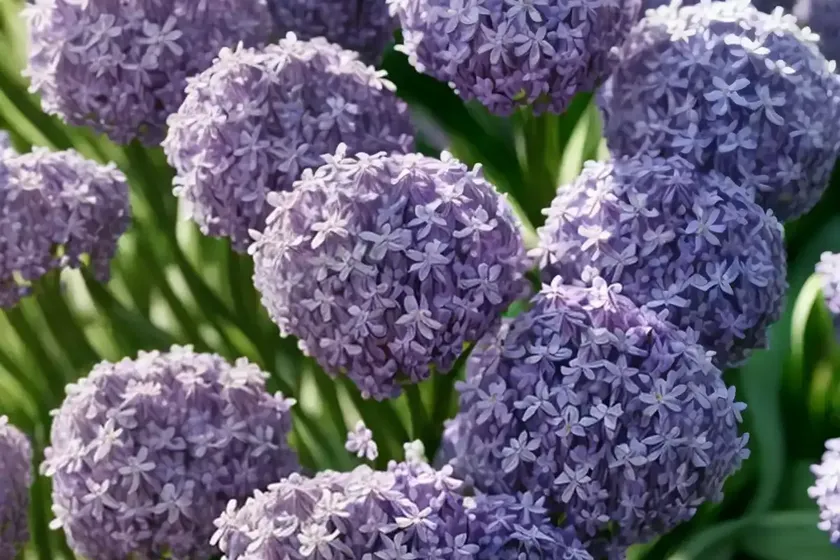 Thrift (armeria pseudarmeria ‘ballerina lilac’) — photo 2