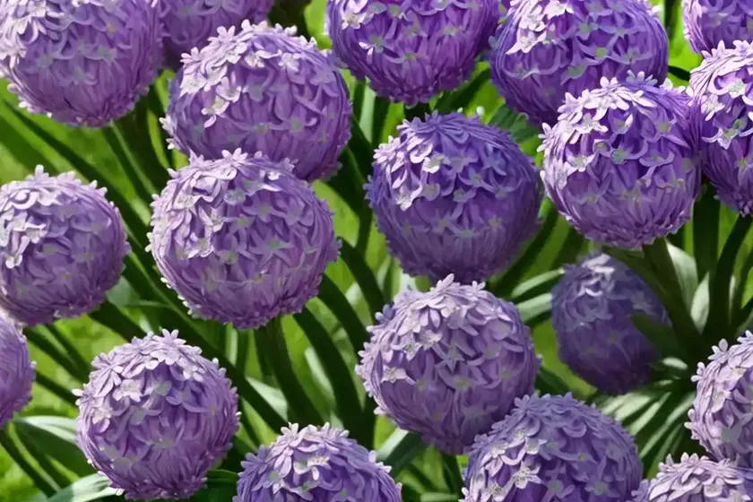 Thrift (armeria pseudarmeria ‘ballerina lilac’) — photo 3