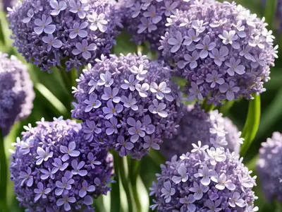 Thrift (Armeria Pseudarmeria ‘Ballerina Lilac’)