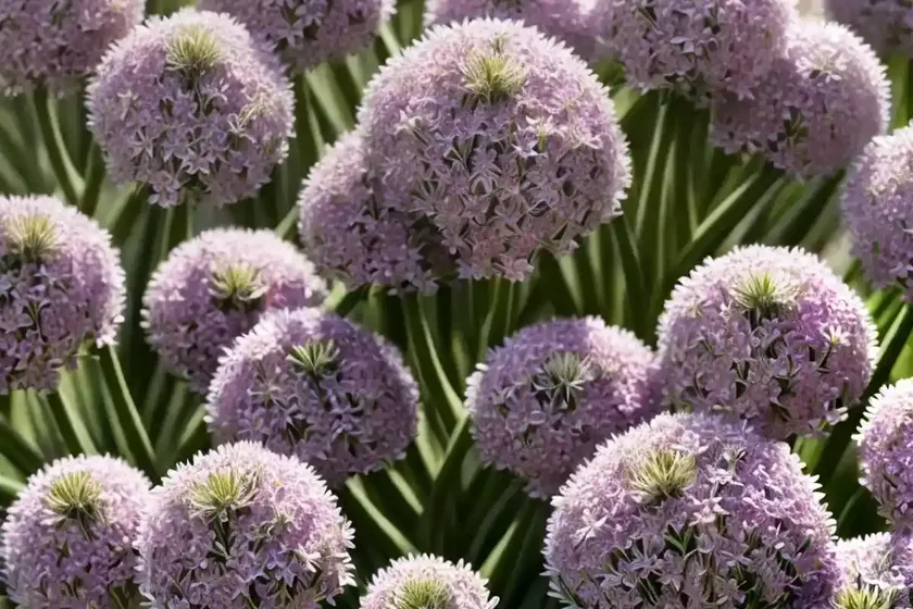 Thrift (armeria pseudarmeria ‘dream weaver’) — photo 2