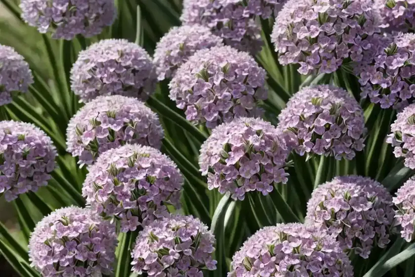 Thrift (armeria pseudarmeria ‘dream weaver’) — photo 3