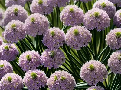 Thrift (Armeria Pseudarmeria ‘Dream Weaver’)