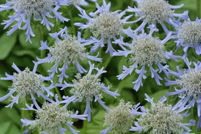 Throatwort (trachelium caeruleum) — photo 3