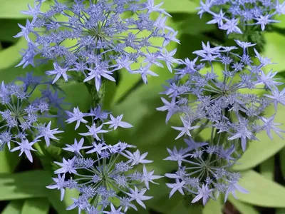 Throatwort (Trachelium Caeruleum)