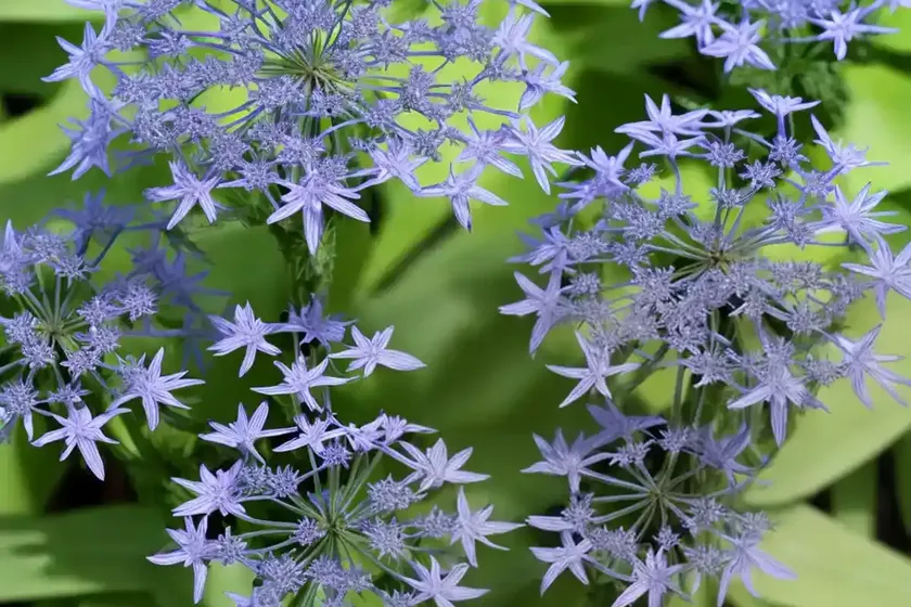 Throatwort (trachelium caeruleum)