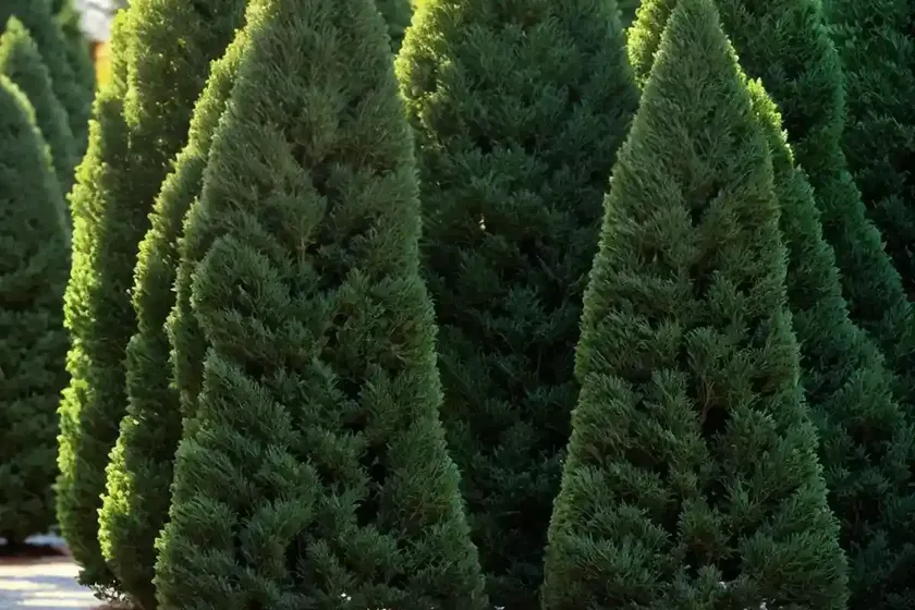 Thuja ‘green giant’ (arborvitae) — photo 2