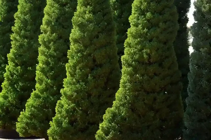 Thuja ‘green giant’ (arborvitae) — photo 3