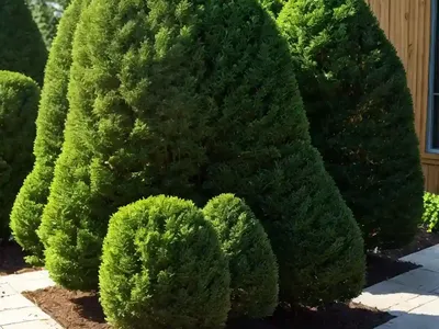 Thuja ‘Green Giant’ (Arborvitae)