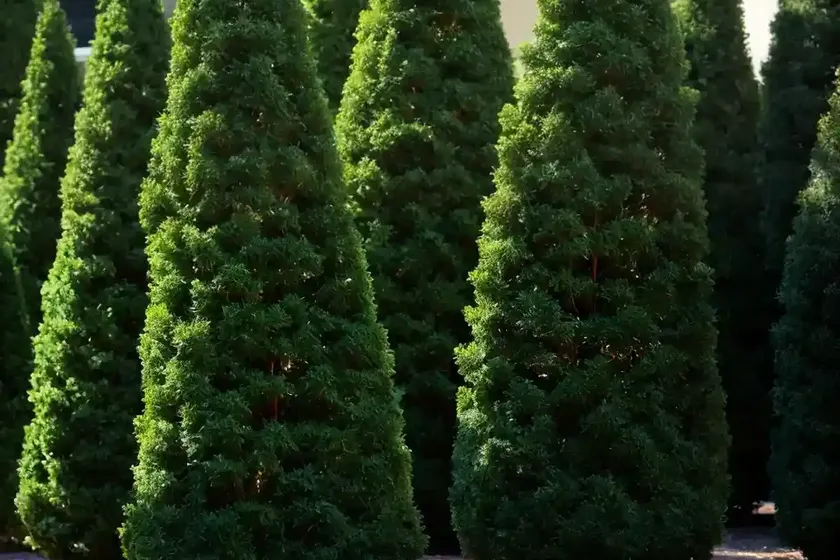 Thuja occidentalis (american arborvitae) — photo 3