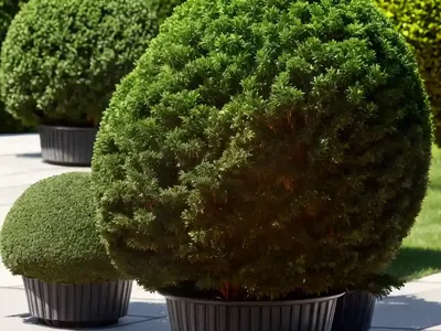 Thuja Occidentalis Anna’s Magic Ball� (American Arborvitae)