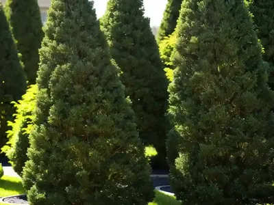Thuja Occidentalis Fire Chief� (American Arborvitae)