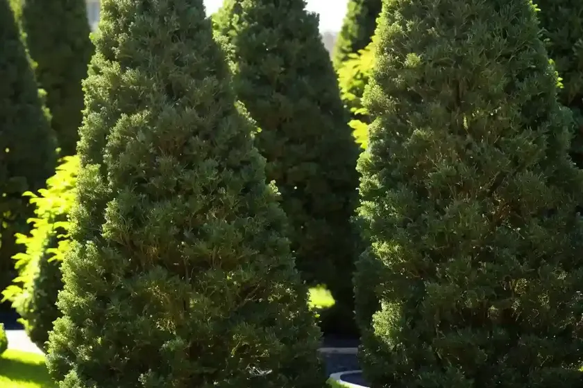 Thuja occidentalis fire chief� (american arborvitae)