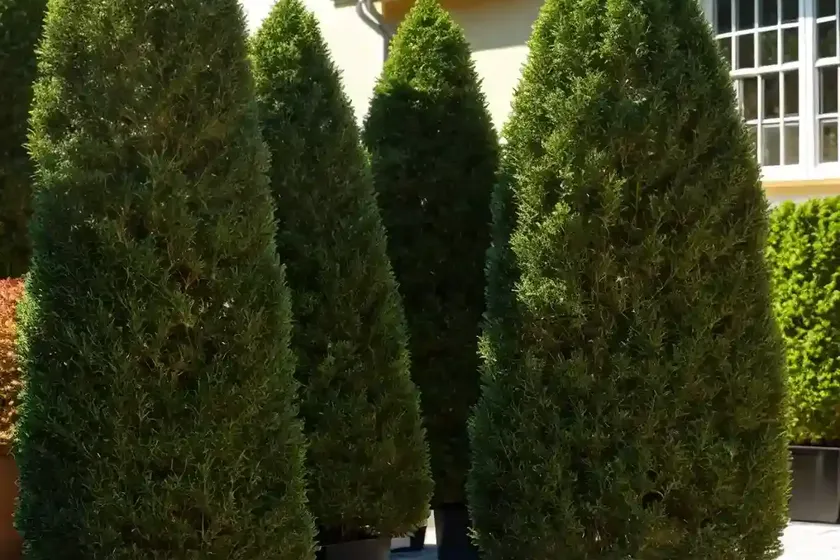 Thuja occidentalis ‘holmstrup’ (american arborvitae) — photo 2