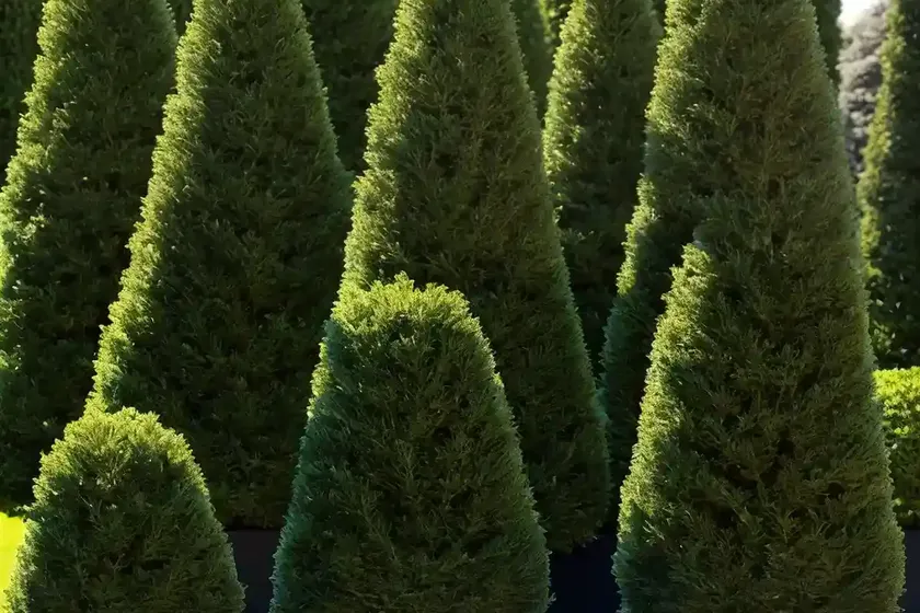 Thuja occidentalis ‘holmstrup’ (american arborvitae) — photo 3