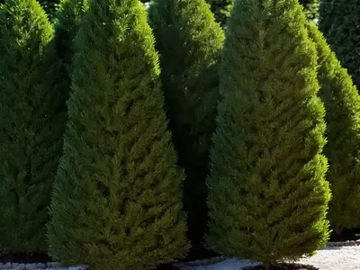 Thuja Occidentalis ‘Holmstrup’ (American Arborvitae)