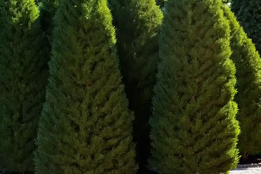 Thuja occidentalis ‘holmstrup’ (american arborvitae)
