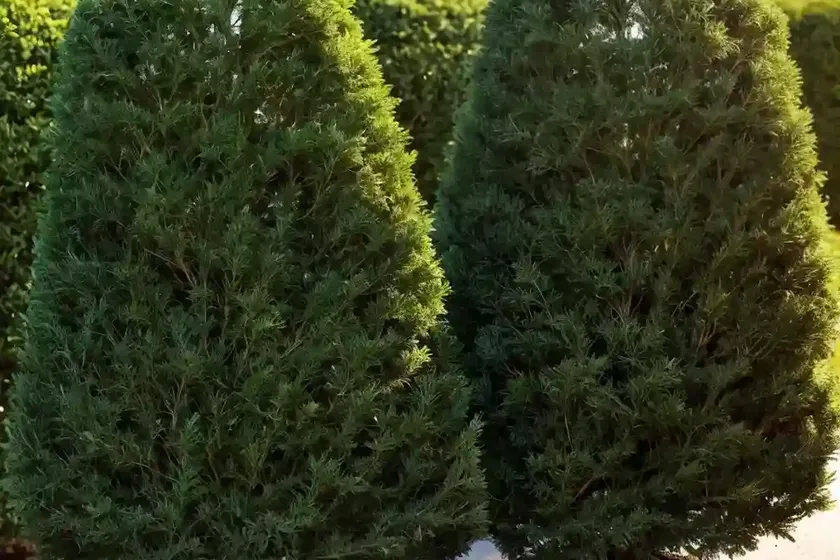 Thuja occidentalis ‘mr. bowling ball’ (american arborvitae) — photo 2
