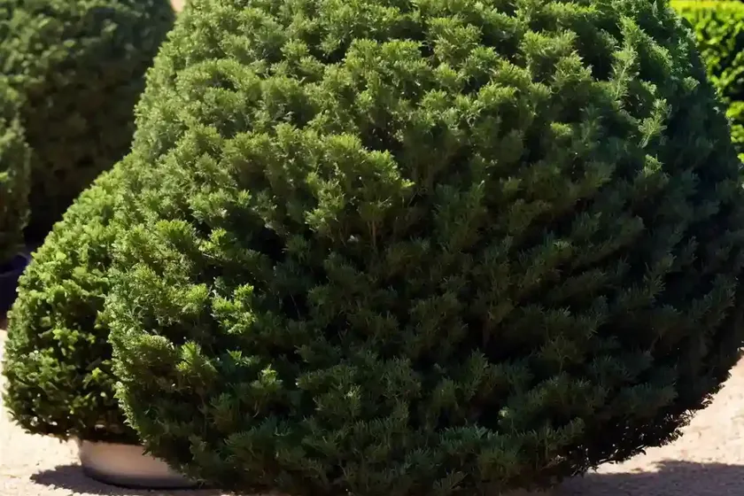 Thuja occidentalis ‘mr. bowling ball’ (american arborvitae) — photo 3