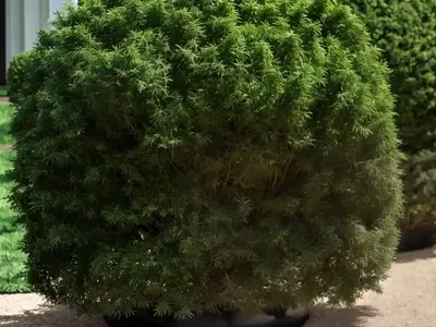 Thuja Occidentalis ‘Mr. Bowling Ball’ (American Arborvitae)