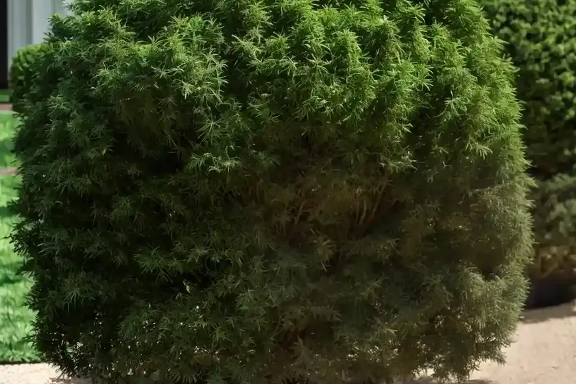 Thuja occidentalis ‘mr. bowling ball’ (american arborvitae)