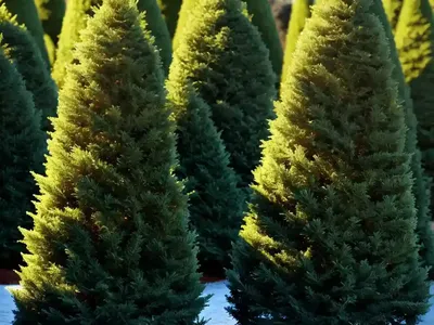 Thuja Occidentalis North Pole� (American Arborvitae)