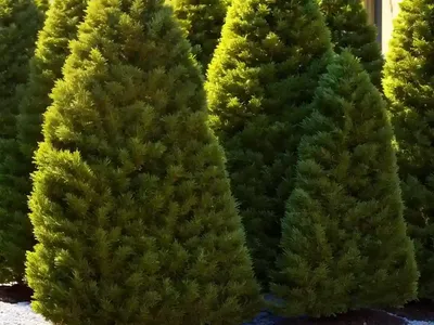 Thuja Occidentalis Polar Gold� (American Arborvitae)