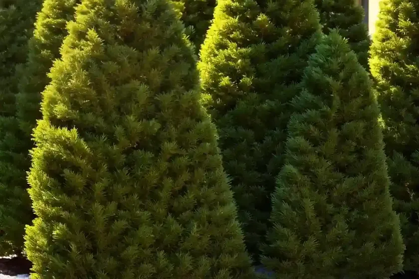 Thuja occidentalis polar gold� (american arborvitae)