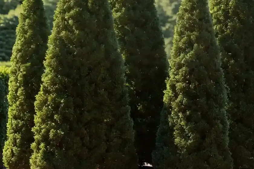 Thuja occidentalis ‘smaragd’ (american arborvitae) — photo 2