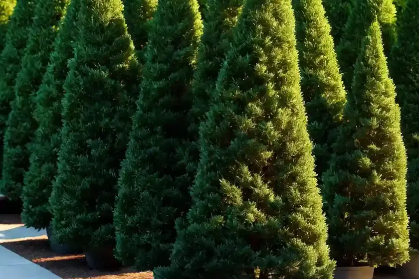 Thuja occidentalis ‘smaragd’ (american arborvitae) — photo 3