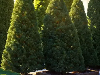 Thuja Occidentalis ‘Smaragd’ (American Arborvitae)
