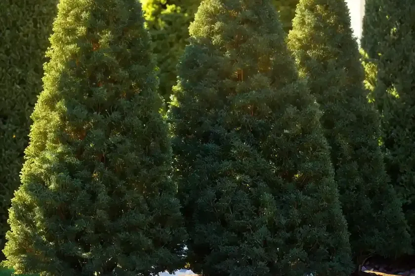 Thuja occidentalis ‘smaragd’ (american arborvitae)
