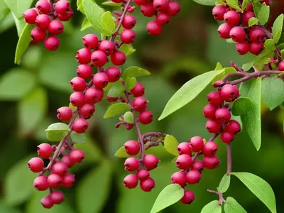 Thunberg’s Barberry (Berberis Thunbergii)