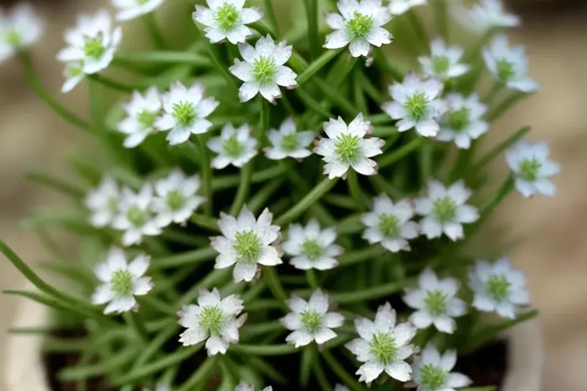 Thyme-leaf sandwort (arenaria serpyllifolia) — photo 2