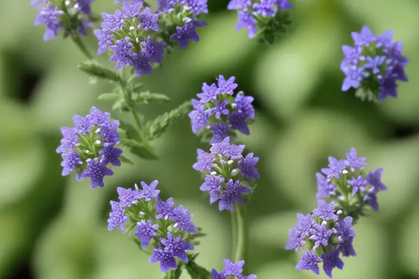 Thyme-leaved speedwell (veronica serpyllifolia) — photo 2