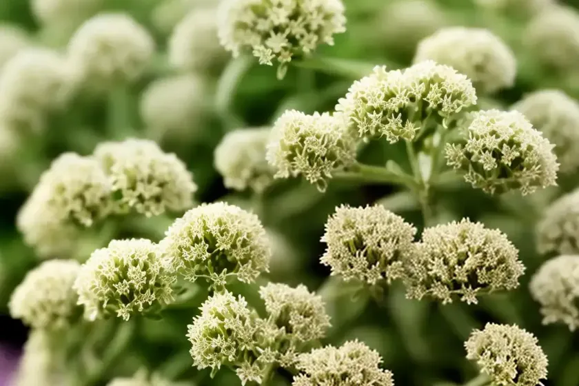 Thyme (thymus vulgaris) — photo 2