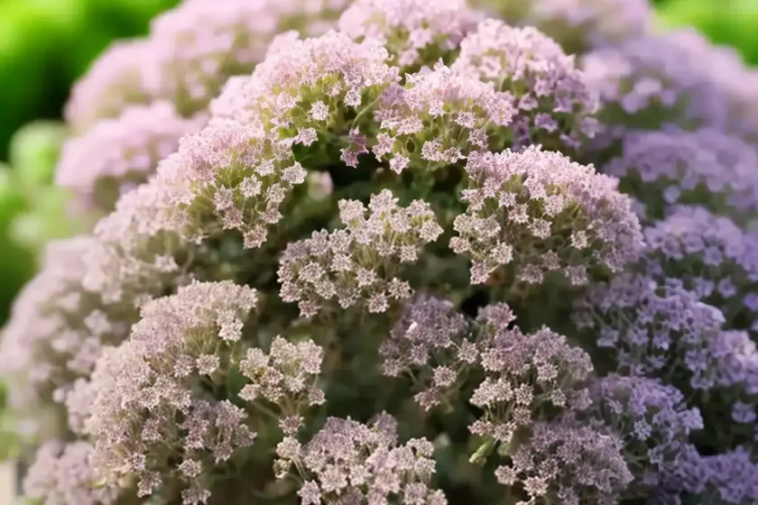Thyme (thymus vulgaris) — photo 2