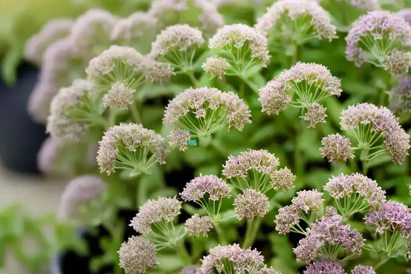 Thyme (thymus vulgaris) — photo 3