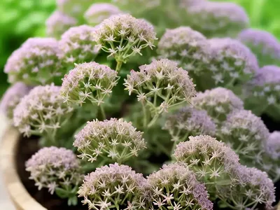 Thyme (Thymus Vulgaris)