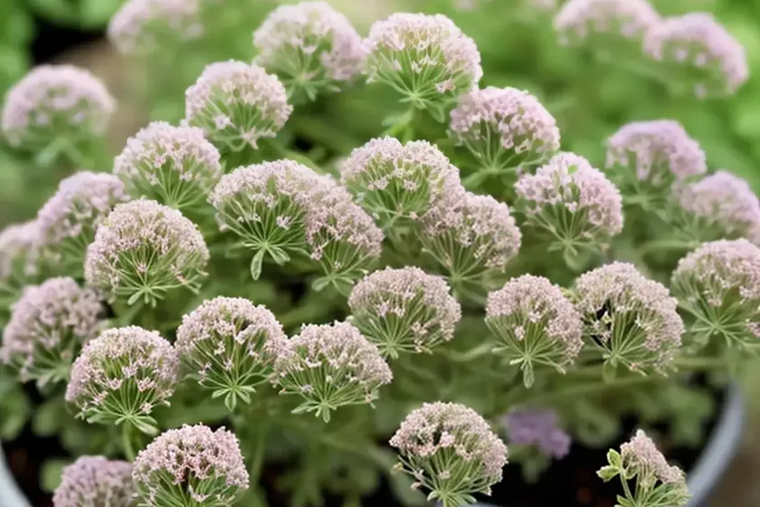 Thyme (thymus vulgaris ‘argenteus’) — photo 3