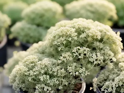 Thyme (Thymus Vulgaris ‘Argenteus’)