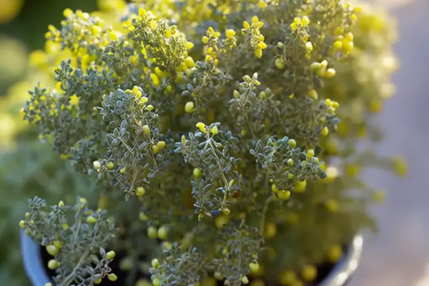 Thymus citriodorus ‘doone valley’ (lemon thyme) — photo 2