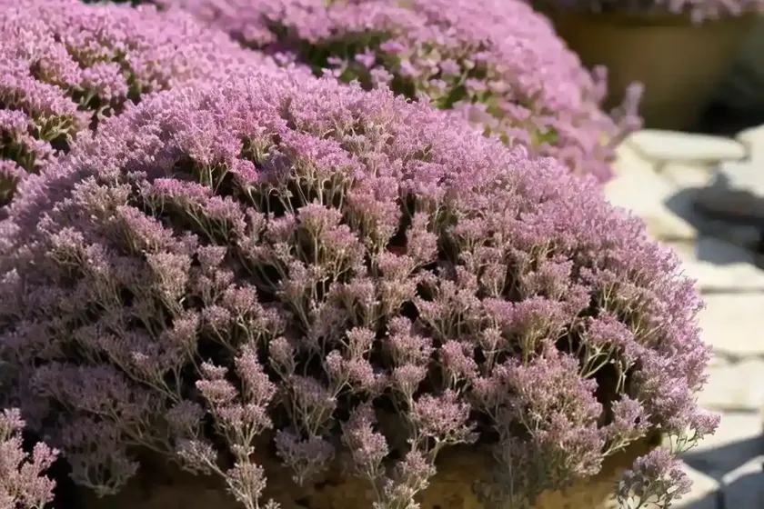 Thymus coccineus group (red creeping thyme) — photo 2